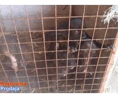CANE CORSO jakih krvnih linija - Fotografija 5/5