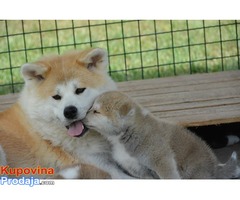 Akita inu, stenci odlicnog izlozbenog kvaliteta - Fotografija 5/7