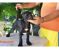 Cane Corso izložbenog potencijala - Fotografija 2/10