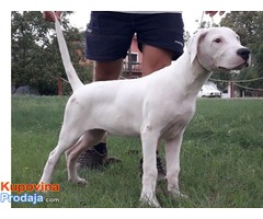 Dogo Argentino, muško prvobirano štene - Fotografija 1/4