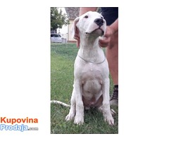 Dogo Argentino, muško prvobirano štene - Fotografija 2/4