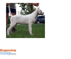 Dogo Argentino, muško prvobirano štene - Fotografija 3/4