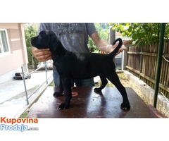 Cane corso, zensko stene