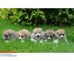 Akita inu, stenci - Fotografija 3/6