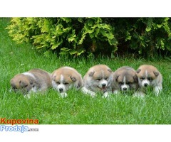 Akita inu, stenci - Fotografija 4/6