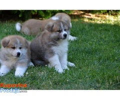 Akita inu, stenci - Fotografija 5/6