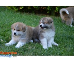 Akita inu, stenci - Fotografija 6/6
