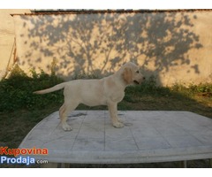 Labrador - ženski štenci - Fotografija 3/4