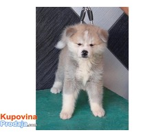 Prelepa akita inu !! - Fotografija 2/5
