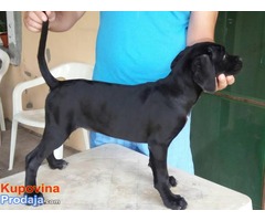 Cane Corso – RASPRODAJA - Fotografija 2/10