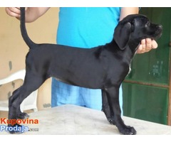 Cane Corso – RASPRODAJA - Fotografija 3/10