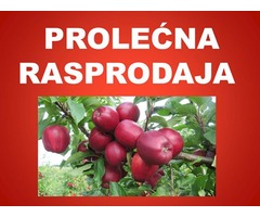 ☏ Rasprodaja!  Sadnice voća - preko 200 vrsta - Fotografija 1/3