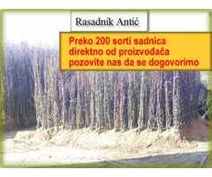 ☏ Rasprodaja!  Sadnice voća - preko 200 vrsta - Fotografija 2/3