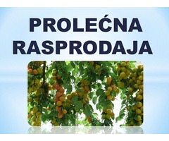 ☏ Rasprodaja!  Sadnice voća - preko 200 vrsta - Fotografija 3/3