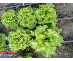 Prodaja zelene salate - Fotografija 3/5