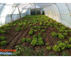 Prodaja zelene salate - Fotografija 4/5