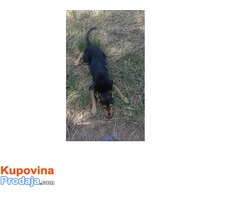 Balkanac - Fotografija 1/2