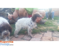 Štenad Lagotto Romagnolo - Fotografija 1/6