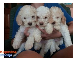 Štenad Lagotto Romagnolo - Fotografija 4/6