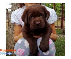 Labrador retriver, izlozbenog potencijala - Fotografija 1/7