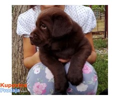 Labrador retriver, izlozbenog potencijala - Fotografija 5/7