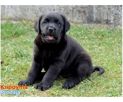 Labrador retriver, izlozbenog potencijala - Fotografija 6/7