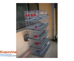 Japanske prepelice,kavezi,inkubatori - Fotografija 6/10