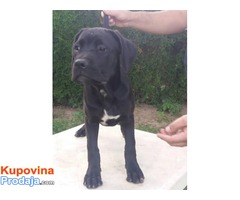 Cane corso stenci - 50 € - Fotografija 2/10