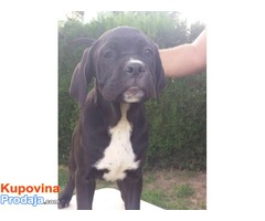 Cane corso stenci - 50 € - Fotografija 3/10