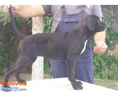 Cane corso stenci - 50 € - Fotografija 5/10