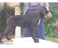 Cane corso stenci - 50 € - Fotografija 6/10