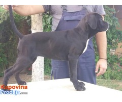 Cane corso stenci - 50 € - Fotografija 7/10