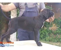 Cane corso stenci - 50 € - Fotografija 8/10