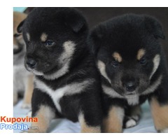 STENAD SHIBA INU - Fotografija 3/6