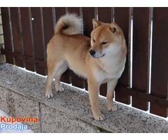 STENAD SHIBA INU - Fotografija 4/6