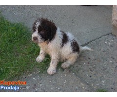 Lagotto Romagnolo, štenci - Fotografija 1/8