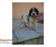 Lagotto Romagnolo, štenci - Fotografija 2/8