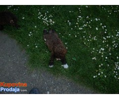 Lagotto Romagnolo, štenci - Fotografija 6/8