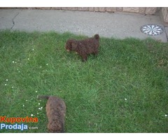 Lagotto Romagnolo, štenci - Fotografija 8/8