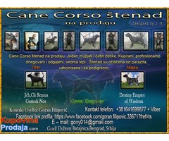 Cane Corso štenad na prodaju - Fotografija 1/9