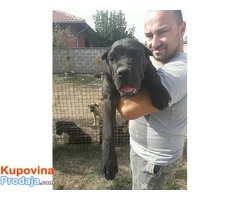 Cane Corso štenad na prodaju - Fotografija 2/9