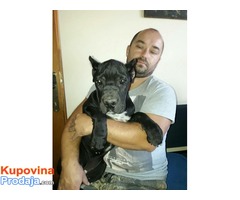 Cane Corso štenad na prodaju - Fotografija 3/9