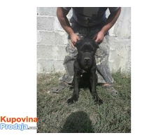 Cane Corso štenad na prodaju - Fotografija 5/9