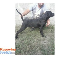 Cane Corso štenad na prodaju - Fotografija 6/9