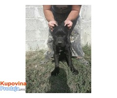 Cane Corso štenad na prodaju - Fotografija 7/9