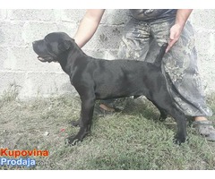 Cane Corso štenad na prodaju - Fotografija 8/9