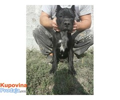 Cane Corso štenad na prodaju - Fotografija 9/9