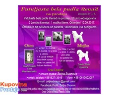 Patuljasta Bela Pudla štenad na prodaju - Fotografija 1/7