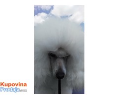 Patuljasta Bela Pudla štenad na prodaju - Fotografija 3/7