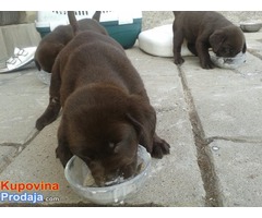 Labrador retriever žensko štene - Fotografija 1/8